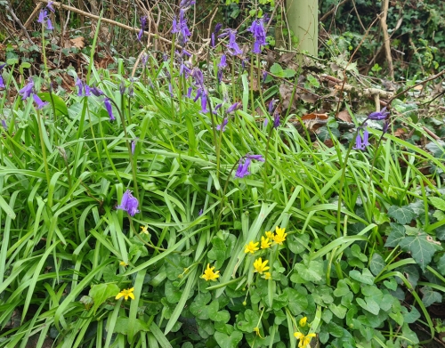 Bluebell and Lesser Celandine