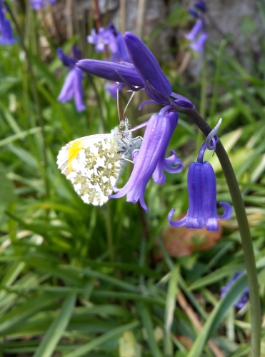 Bluebell and Orange Tip