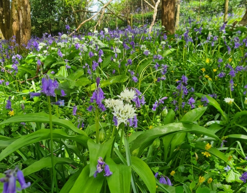 Bluebell and Wild Garlic