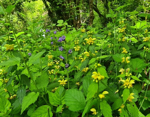 Bluebell and Yellow Archangel