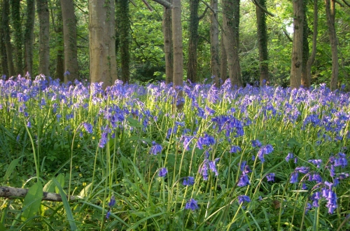 Bluebells growing in our woodland