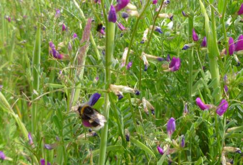 Bumble Bee  Vetch