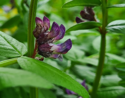 Bush Vetch