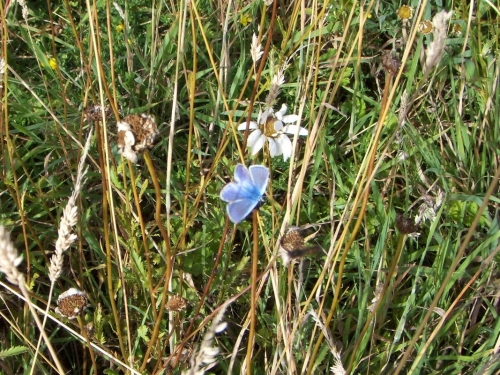 Common Blue
