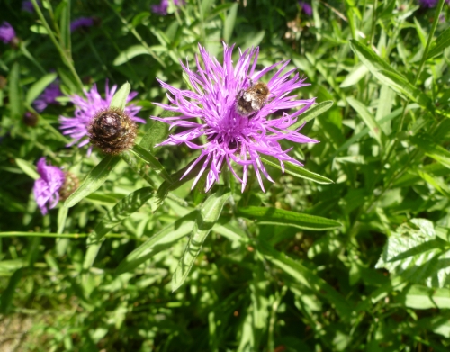 Common Knapweed and Bumblebee