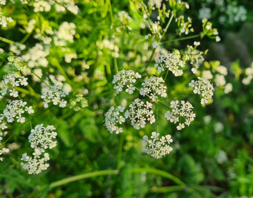 Cow Parsley