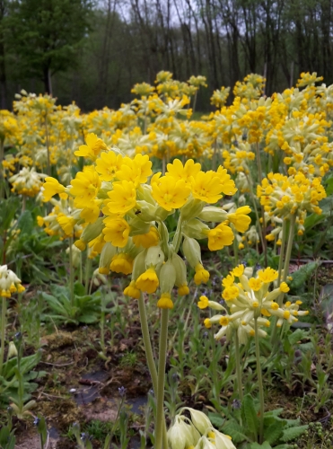 Cowslip