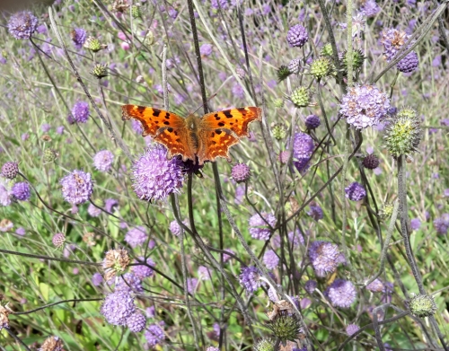 Devil's Bit Scabious and Comma