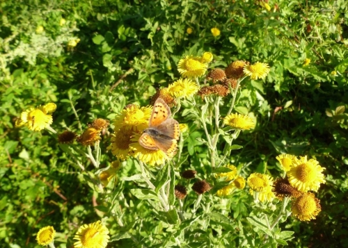 Fleabane  Small Skipper