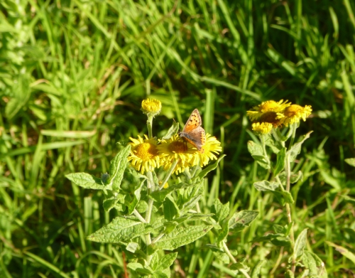 Fleabane and Skipper