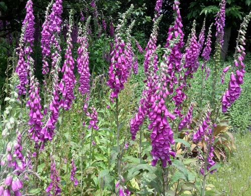 Foxglove