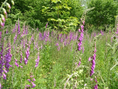 Foxglove