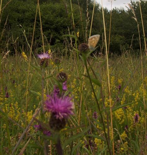 Knapweed  Common Blue