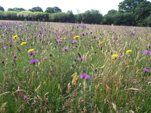 Knapweed Field