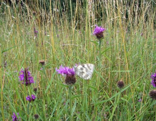 Knapweed  Mable White