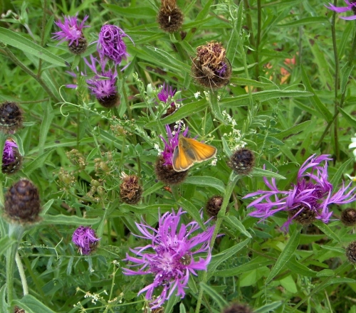 Knapweed  Skipper