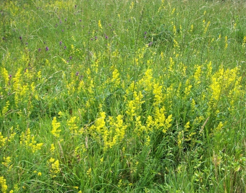 Ladies Bedstraw  Agrimony