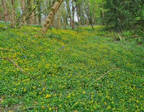 Lesser Celandine