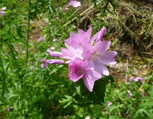Musk Mallow