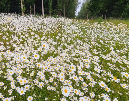 Ox Eye Daisy