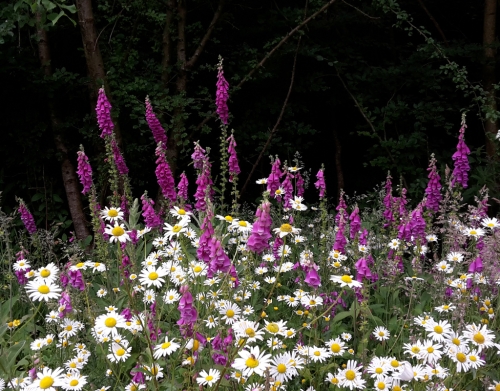 Ox Eye and Foxglove