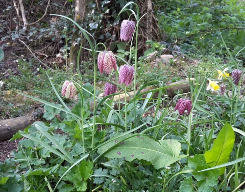 Snakeshead Fritillary
