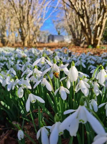 Snowdrop and Bee