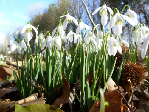 Snowdrop