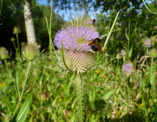 Teasel and Bumblebee