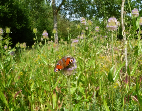 Teasel and Peacock Butterfly