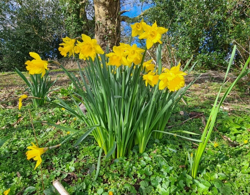 Tenby Daff
