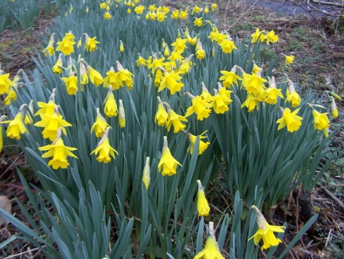 Tenby Daffodil Stock Bed