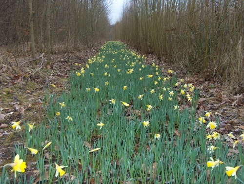 Wild Daffodil Stock Bed