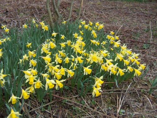 Wild Daffodil