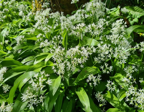Wild Garlic