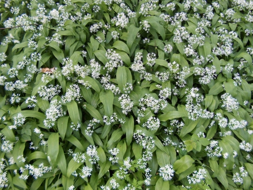 Wild Garlic Stock Bed
