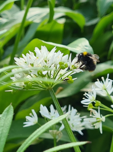 Wild Garlic and Bumble Bee