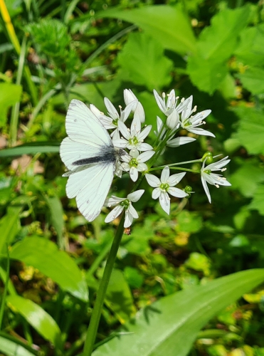 Wild Garlic and While Butterfly