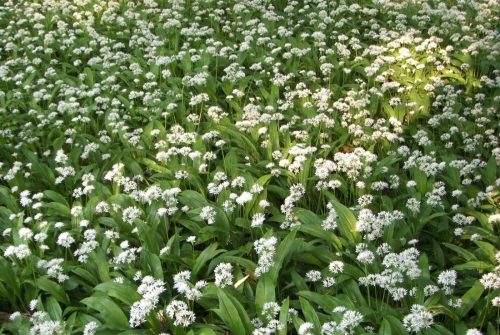 Wild Garlic