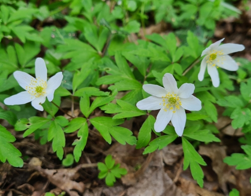 Wood Anemone