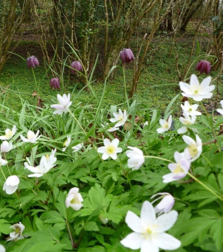 Wood Anemone  Snakeshead Fritillary