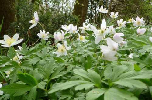 Wood Anemone