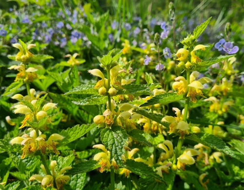 Yellow Archangel