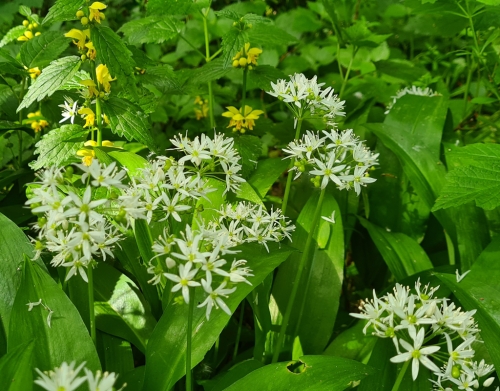 Yellow Archangel and Wild Garlic